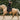 Avoke Helix Dressage